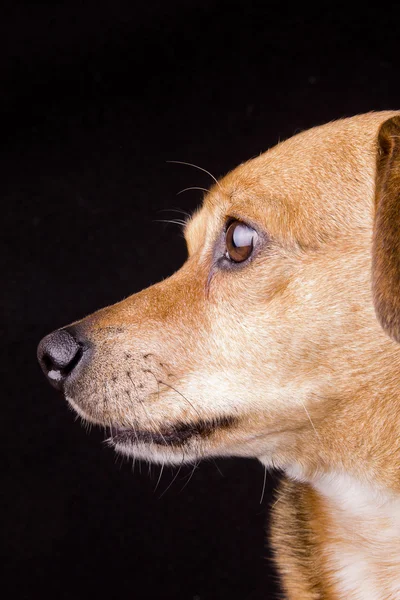 Nariz de cão — Fotografia de Stock