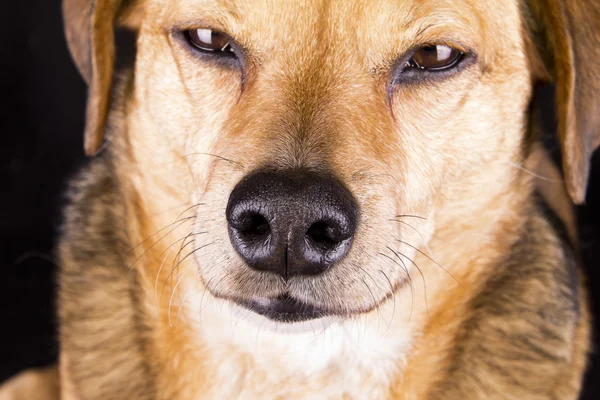 Nariz de cão — Fotografia de Stock