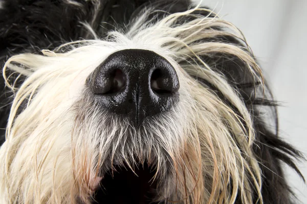 Nariz Collie Barbudo Close Pele — Fotografia de Stock