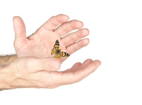 De vlinder in de hand — Stockfoto