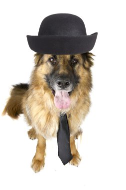 Alman çoban köpeği