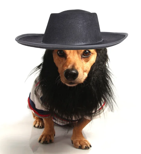 Hat dog — Stock Photo, Image