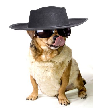gangdog