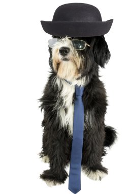 İnek köpek.