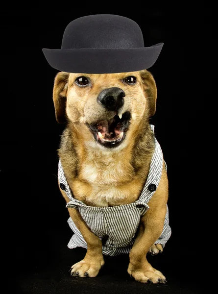 Angry dachshund — Stock Photo, Image