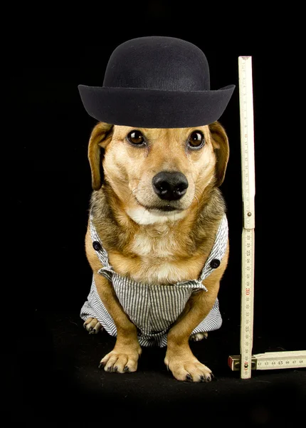 犬と帽子 — ストック写真