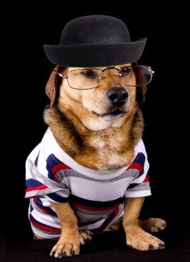 İnek köpek.