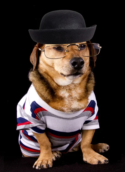 Nerd dog — Stock Photo, Image