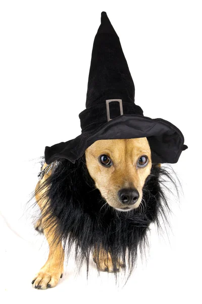 Cadı köpek — Stok fotoğraf