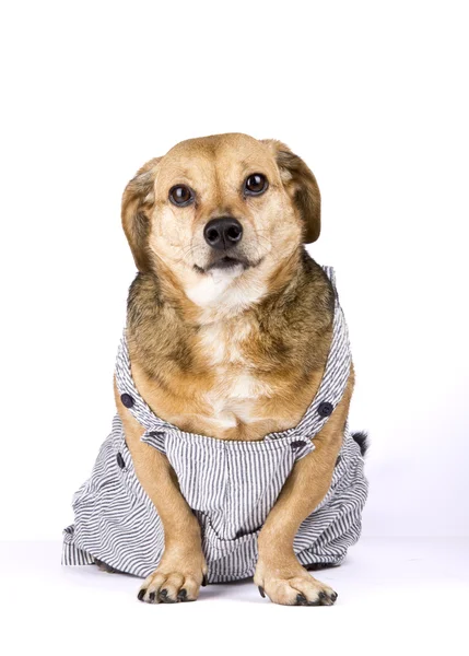 Cão pequeno — Fotografia de Stock