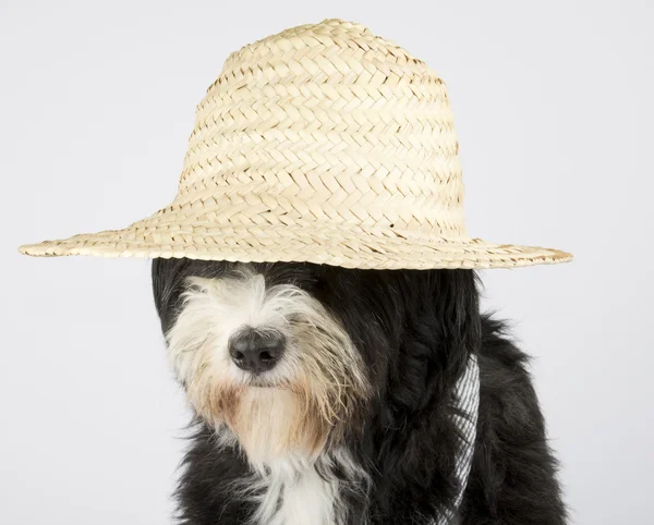 Cagnolino — Foto Stock