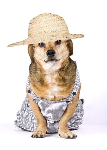 Pequeño perro —  Fotos de Stock