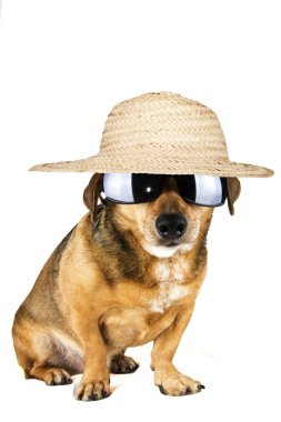 Turizm köpek