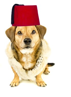köpek ve fez