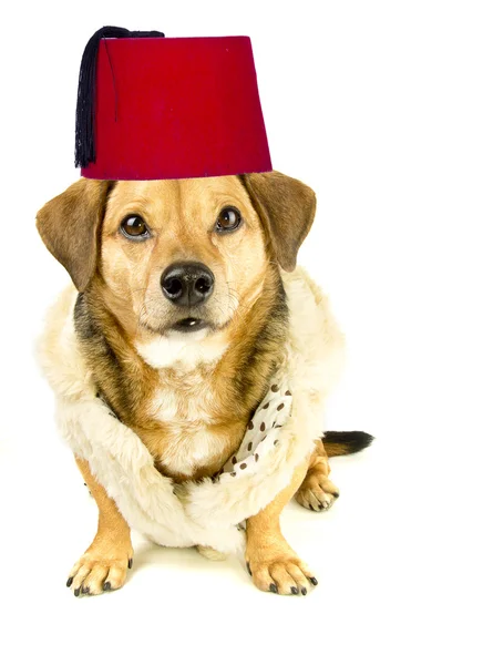 Köpek ve fez — Stok fotoğraf