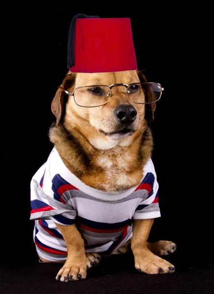 Akıllı köpek — Stok fotoğraf