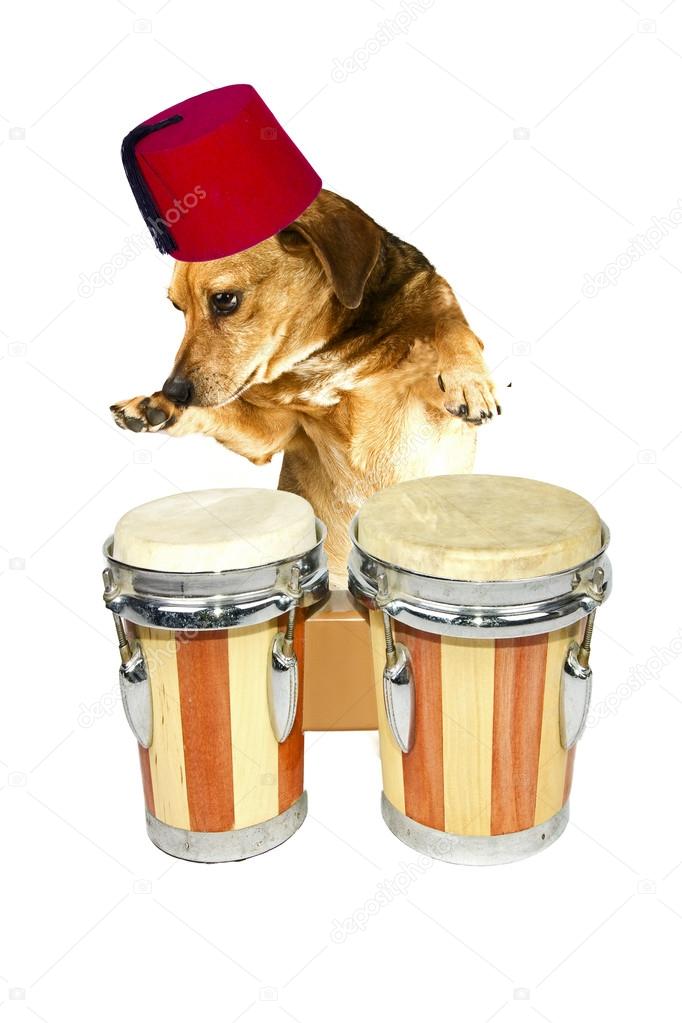 drum dog