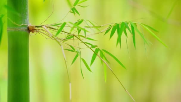 Närbild Gren Bambu Träd Bambu Blad Mjukt Fokus — Stockvideo