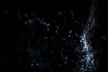 Seçici odak noktası su damlacıkları ve siyah arka planda ağaçlar. Yumuşak odaklanma. Sığ odak etkisi.