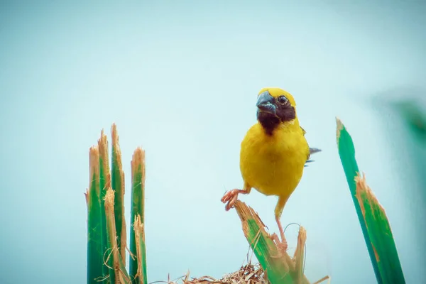 Asya Altın Dokumacı Kuşu Bataklıkta Büyük Kuru Bir Nilüfer Yaprağı — Stok fotoğraf