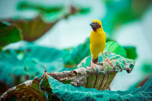 Pájaro Tejedor Oro Asiático Isla Una Gran Hoja Loto Seco —  Fotos de Stock