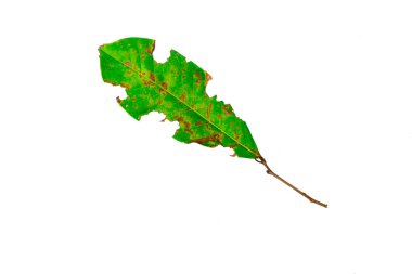 Leaf with holes, Green leaves are eaten by worms on a white background