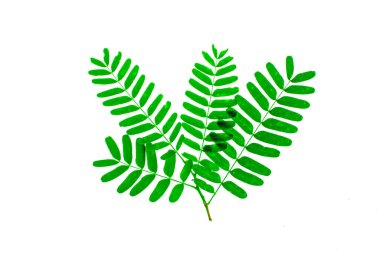 fresh tamarind leaves isolated on the white backgroun