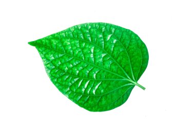wild betal leaves isolated on white background