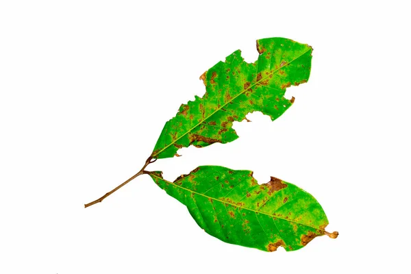葉には穴があり 緑の葉は白い背景の虫に食べられます — ストック写真