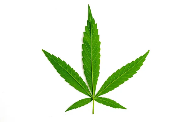 Esrar Marihuana Bitkisi Beyaz Arka Planda Izole Edilmiş — Stok fotoğraf