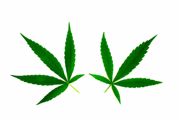Cannabis Planta Marihuana Aislada Sobre Fondo Blanco — Foto de Stock