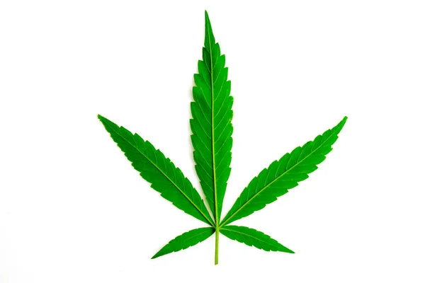 Konopí Marihuana Rostlina Izolované Bílém Pozadí — Stock fotografie