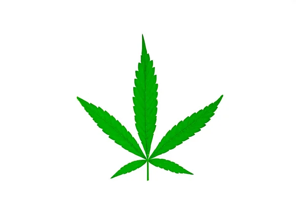 Cannabis Marihuana Pflanze Isoliert Auf Weißem Hintergrund — Stockfoto