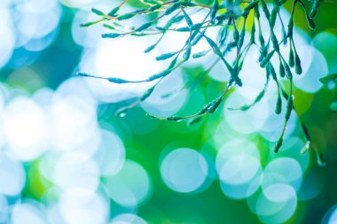 Lens ışığı efekti, gökkuşağı yansıması, yeşil yaprak arka plan. yumuşak odak.