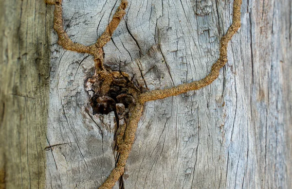 Termitenwege Auf Holz Holz Wurden Von Termiten Beschädigt Weicher Fokus — Stockfoto
