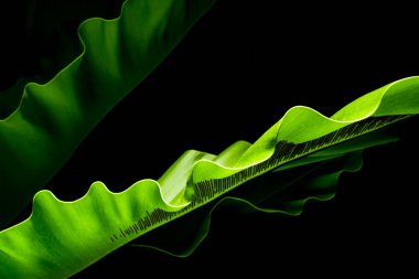 Kuşların yeşil yaprakları siyah arka planda yuva yaparlar. Yeşil yaprak detayı. Yumuşak odaklanma. Sığ odak etkisi.