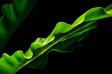 Kuşların yeşil yaprakları siyah arka planda yuva yaparlar. Yeşil yaprak detayı. Yumuşak odaklanma. Sığ odak etkisi.