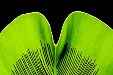 Kuşların yeşil yaprakları siyah arka planda yuva yaparlar. Yeşil yaprak detayı. Yumuşak odaklanma. Sığ odak etkisi.