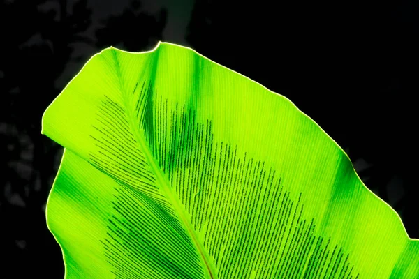 Gröna Löv Fåglar Ormbunke Svart Bakgrund Gröna Blad Detalj Mjuk — Stockfoto