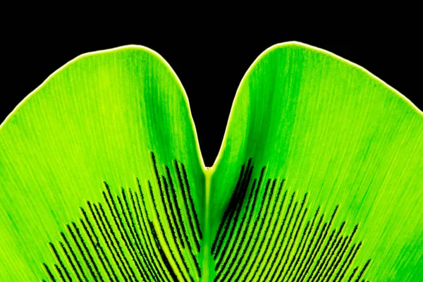 Kuşların yeşil yaprakları siyah arka planda yuva yaparlar. Yeşil yaprak detayı. Yumuşak odaklanma. Sığ odak etkisi.