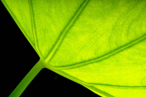 Zelené Mladé Listy Černém Pozadí Zelené Listy Detail Soft Ostření — Stock fotografie