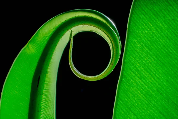 Zelený List Ptačí Hnízdo Kapradí Černém Pozadí Zelený List Detail — Stock fotografie
