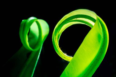 Kuşların yeşil yaprağı eğrelti otunu siyah arka planda, yeşil yaprak detayı.