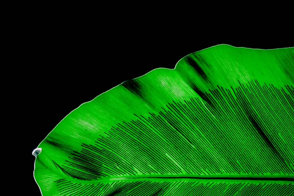 Grönt Löv Fåglar Ormbunke Svart Bakgrund Grönt Löv Detalj — Stockfoto