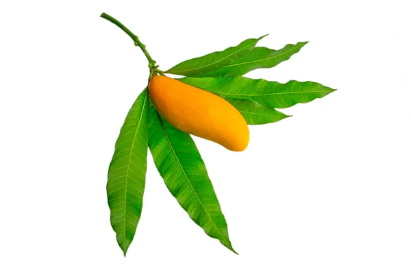 成熟的芒果在白色的背景上 有机水果天然植物 柔软的焦点 — 图库照片