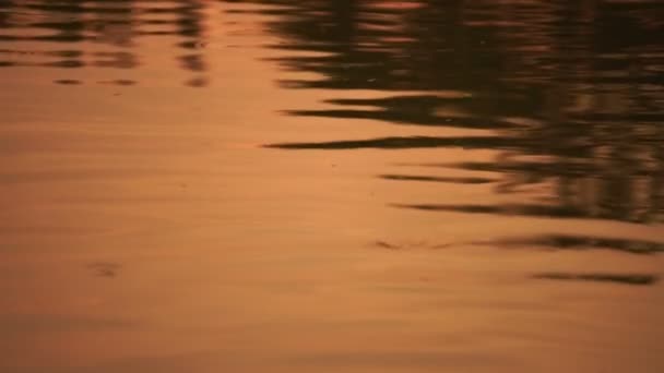 Ripples Reflected Water Surface Orange Reflection Water Evening Sunset Time — Stock videók