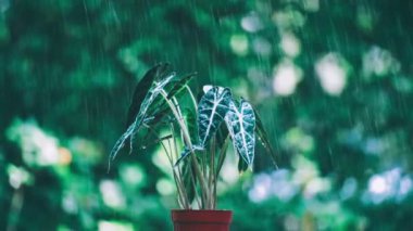 Alocasia sanderiana bull or alocasia bambino in an orange pot in the rain.
