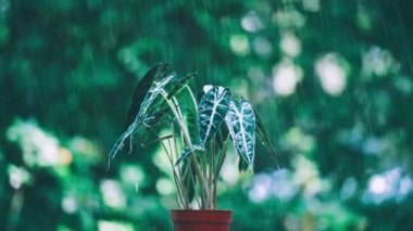 Alocasia sanderiana bull or alocasia bambino in an orange pot in the rain.