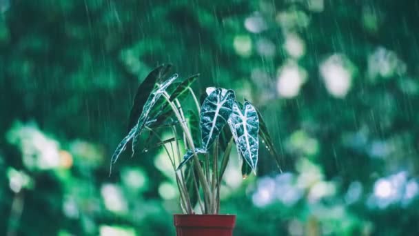 Alocasia Sanderiana Toro Alocasia Bambino Una Olla Naranja Bajo Lluvia — Vídeo de stock