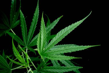 Esrar yaprağı, siyah arka planda bitkisel ilaç bitkisi. Yumuşak odaklanma. Sığ odak etkisi.